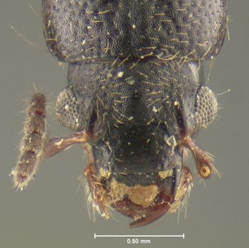 Media type: image;   Entomology 24076 Aspect: head dorsal view